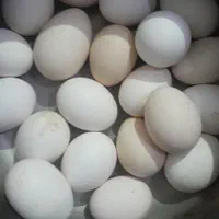تخم مرغ محلی دونه ای ۷ هزارتومن