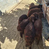 بره|حیوانات مزرعه|بسطام, |دیوار