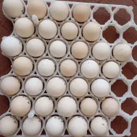 تخم نطفه دار مرغ زینتی مامونیه خرید. ارم