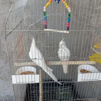 اروس هلندی سفید|پرنده|خورموج, |دیوار