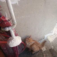 بچه گربه|گربه|دینور, |دیوار