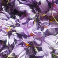 راهنمایی درموردکودکفتر برای زعفران
