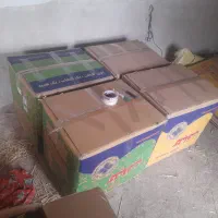 دسته گندم|عمده‌فروشی|اردبیل, |دیوار