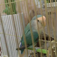 طوطی برزیلی - نر خانگی