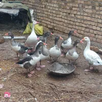 غاز فرشی|حیوانات مزرعه|خرمآباد, |دیوار