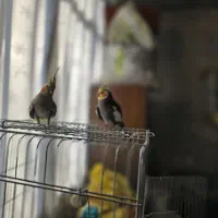 عروسی هلندی