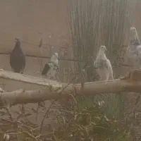 کبوتر جداکن