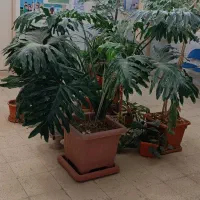 برگ انجیری