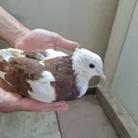 کبوتر خوشگل ارام