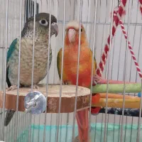 گرینچیک آناناسی دبل اکستریم رد،تراکوییس