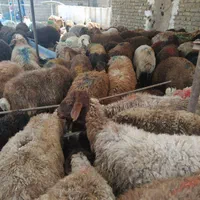 گوسفند زنده چاق و پرواری کشتار روز با قصاب|حیوانات مزرعه|مشهد, وکیل‌آباد|دیوار