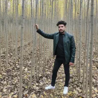 نهال صنوبر در سنندج مناسب برای شروع کسب‌وکار جدید