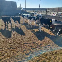 گوساله ماده صنعتی|حیوانات مزرعه|نیشابور, شهرآرا|دیوار