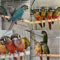 طوطی گرینچیک در انواع رنگ و نژاد دستی|پرنده|تهران, دردشت|دیوار