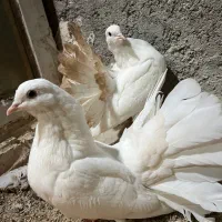 دم چتری کانادایی|پرنده|کاشان, لتحر|دیوار