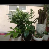 فروش گل اپارتمانی