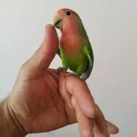 طوطی برزیلی ماده