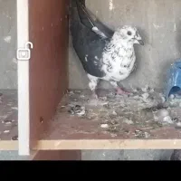 سار بزک احتمال 90 درصد ماده سفت سفت