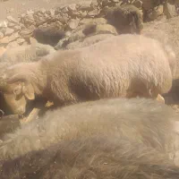 غوچ داشتی جوان هیکلی|حیوانات مزرعه|دهدشت, |دیوار