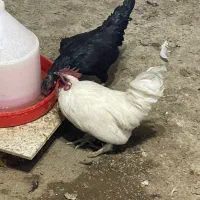 خروس بومی|حیوانات مزرعه|خمینیشهر, |دیوار