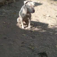 سگ دوگو ماده