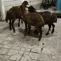 بره|حیوانات مزرعه|بروجرد, |دیوار