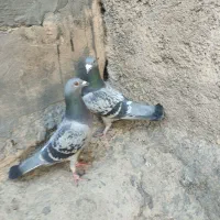 کبوتر پلاکی