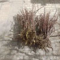 فروش وارسال نهال زرشک به سراسر کشور