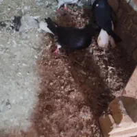 دمسفید در حمیدیه|پرنده|سوسنگرد, |دیوار