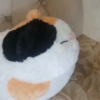 گربه پشمالو