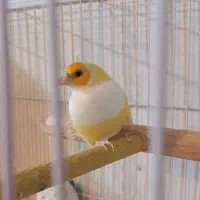 فنچ گلدین زرد ماده معاوضه