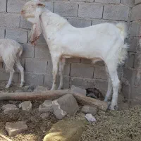 تکه گلابی اصل