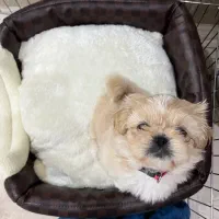 پیکینیز امپریال فوری|سگ|ری, اقدسیه|دیوار