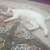 گربه dch
