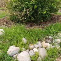 به یک نفر مجرد برای چوپانی گوسفند نیازمندیم...