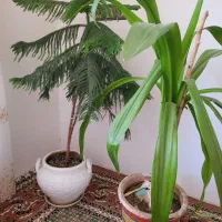گل و گلدان