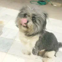 حیوان خانگی