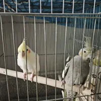 عروس هلندی|پرنده|مینودشت, |دیوار