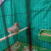 فنج انگلیسی ماده|پرنده|بندرعباس, |دیوار