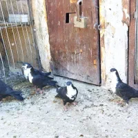 کبوتر|پرنده|درمیان, |دیوار