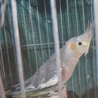عروس هلندی و فنچ