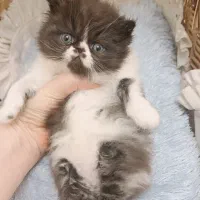 پرشین سوپر فلت اگزوتیک بایکالر صورت خرسی