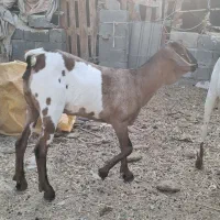 نر وماده صومال