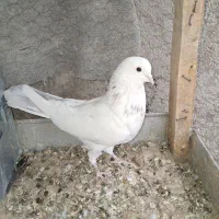 کفتر نر|پرنده|مهریز, |دیوار