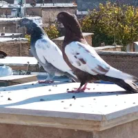 20 تا کفتر هوایی|پرنده|زرقان, |دیوار