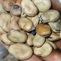 بذر باقله فیتو