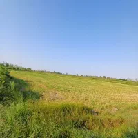 زمین کشاورزی|فروش دفتر صنعتی، کشاورزی، تجاری|رشت, حومه رشت|دیوار