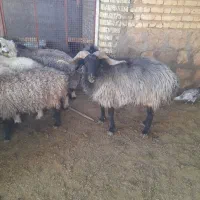 قوچ برزی سوز ملحه|حیوانات مزرعه|فسا, |دیوار