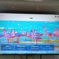 تلویزیون ۵۰ اینچ دوو اقساط