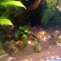 اکواریوم پلنت فوق حرفه ای|ماهی|قم, منبع آب|دیوار